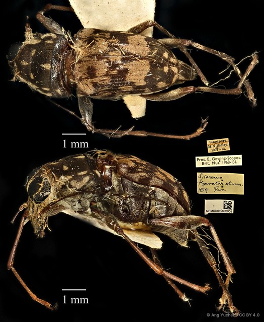 Litocerus figuratus