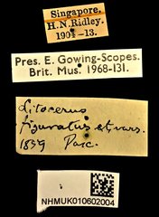 Litocerus figuratus • All Rights Reserved Museum Label