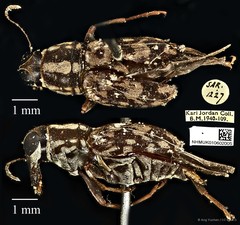 Litocerus figuratus • © Ang Yuchen • CC BY 4.0
