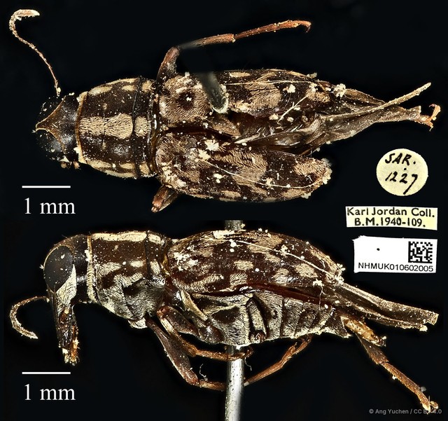 Litocerus figuratus • © Ang Yuchen • CC BY 4.0