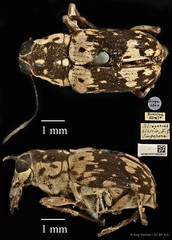 Litocerus histrio • © Ang Yuchen • CC BY 4.0