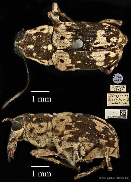 Litocerus histrio • © Ang Yuchen • CC BY 4.0