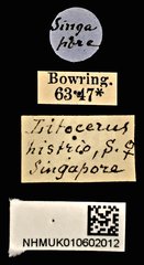 Litocerus histrio • All Rights Reserved Museum Label