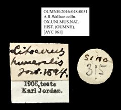 Litocerus humeralis • All Rights Reserved Museum Label