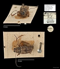 Litocerus miles • © Ang Yuchen • All Rights Reserved
