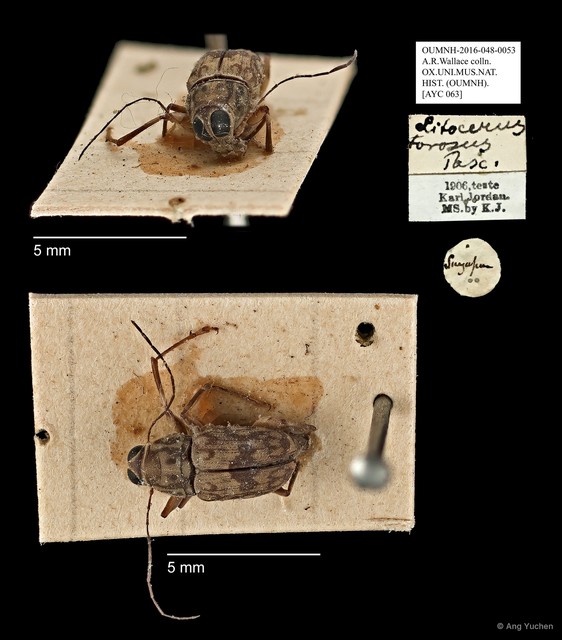Litocerus miles • © Ang Yuchen • All Rights Reserved