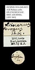 Litocerus miles • All Rights Reserved Museum Label