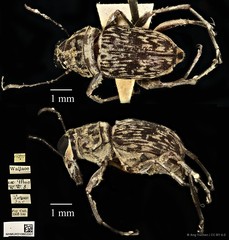 Litocerus nigritarsis • © Ang Yuchen • CC BY 4.0