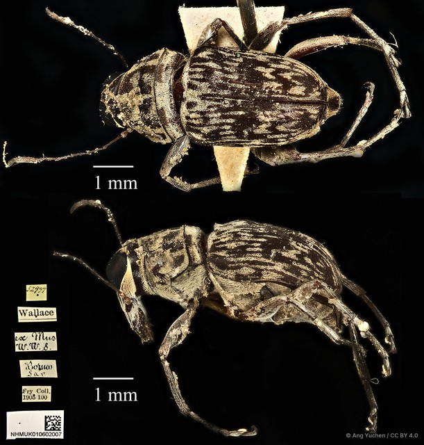Litocerus nigritarsis • © Ang Yuchen • CC BY 4.0