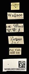 Litocerus nigritarsis • All Rights Reserved Museum Label