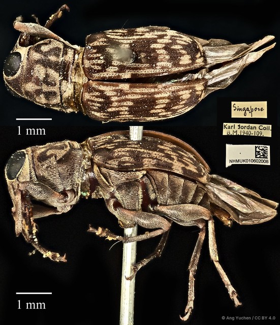 Litocerus nigritarsis