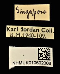 Litocerus nigritarsis • All Rights Reserved Museum Label