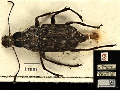 Litocerus virgulatus • © Ang Yuchen • CC BY 4.0