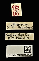 Litocerus virgulatus • All Rights Reserved Museum Label