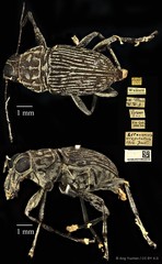 Litocerus virgulatus • © Ang Yuchen • CC BY 4.0