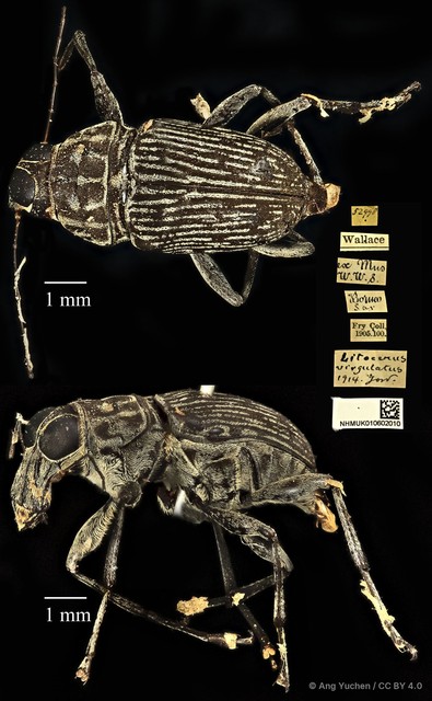 Litocerus virgulatus • © Ang Yuchen • CC BY 4.0