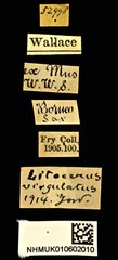 Litocerus virgulatus • All Rights Reserved Museum Label
