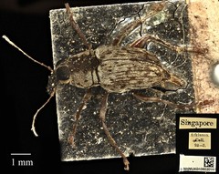 Litocerus virgulatus • © Ang Yuchen • CC BY 4.0