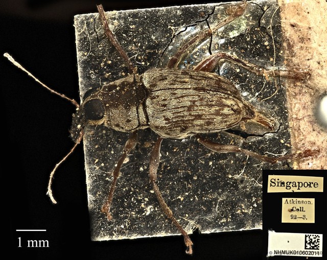 Litocerus virgulatus