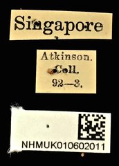 Litocerus virgulatus • All Rights Reserved Museum Label
