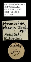 Mecocerina rhanis • All Rights Reserved Museum Label
