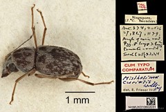Misthosima curialis • © Ang Yuchen • CC BY 4.0