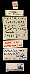 Misthosima curialis • All Rights Reserved Museum Label