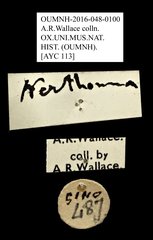 Nerthomma prominens • All Rights Reserved Museum Label