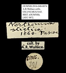 Nerthomma sticticum • All Rights Reserved Museum Label