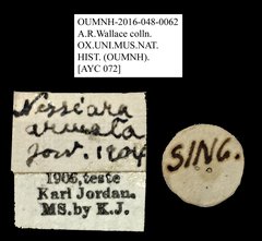 Nessiara armata • All Rights Reserved Museum Label