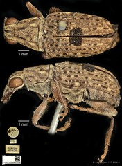 Nessiara centralis • © Ang Yuchen • CC BY 4.0