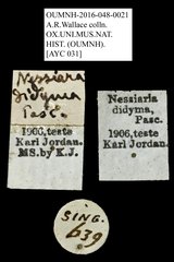 Nessiara didyma • All Rights Reserved Museum Label