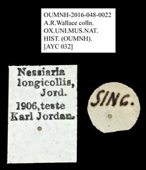 Nessiara longicollis • All Rights Reserved Museum Label
