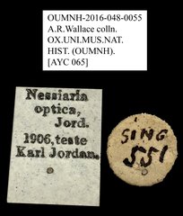 Nessiara optica • All Rights Reserved Museum Label