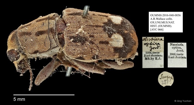Nessiara optica