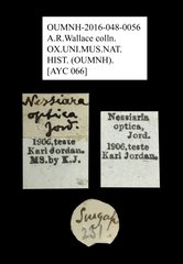 Nessiara optica • All Rights Reserved Museum Label