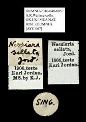 Nessiara sellata • All Rights Reserved Museum Label