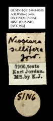 Nessiara sellifera • All Rights Reserved Museum Label