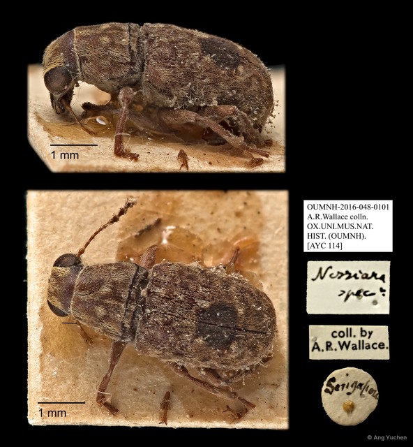 Nessiaria sp. "AYC 114" • © Ang Yuchen • All Rights Reserved