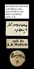 Nessiaria sp. "AYC 114" • All Rights Reserved Museum Label