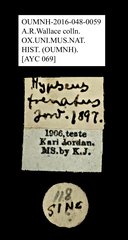 Oxyderes frenatus • All Rights Reserved Museum Label