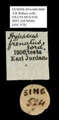 Oxyderes frenatus • All Rights Reserved Museum Label