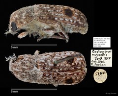Ozotomerus rugicollis • © Ang Yuchen • All Rights Reserved