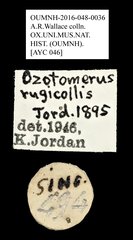 Ozotomerus rugicollis • All Rights Reserved Museum Label