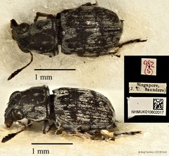 Phaeochrotes pictus • © Ang Yuchen • CC BY 4.0
