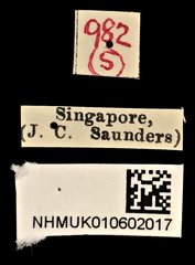 Phaeochrotes pictus • All Rights Reserved Museum Label