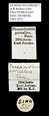 Phaeochrotes porcellus • All Rights Reserved Museum Label