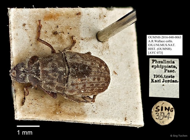 Phaulimia ephippiata