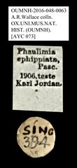 Phaulimia ephippiata • All Rights Reserved Museum Label