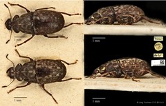 Phaulimia ephippiata • © Ang Yuchen • CC BY 4.0